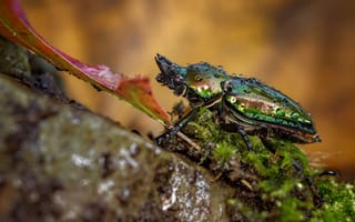 Картинка капли, макро, камни, зеленый, листок, мох, природа