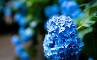 Картинка цветы, синий, сад, размытый, соцветие, гортензия, голубой, кусты