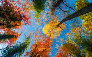 Картинка осень, небо, листья, лес, деревья