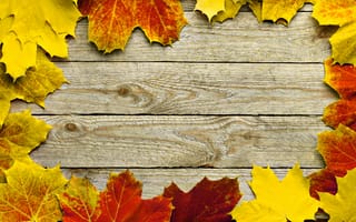 Картинка осень, листья, рамка, дерево, клён