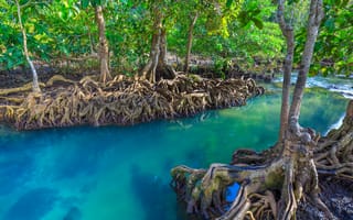 Картинка лес, forest, озеро, mangrove, landscape, lake, тропический, tree, мангровый, beautiful, река, tropical, emerald