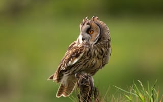 Картинка трава, взгляд, сова, поза, природа, филин, зеленый, птица