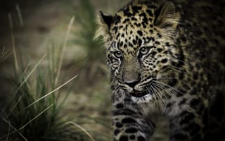 Картинка пятна, хищник, леопард