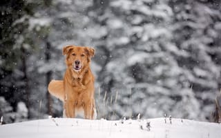 Обои зима, снег, рыжая, собака