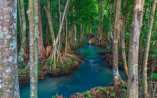 Картинка лес, озеро, emerald, tropical, mangrove, beautiful, мангровый, lake, тропический, река, forest, tree, landscape