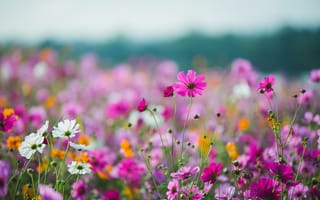 Картинка поле, лето, цветы, field, flowers, небо, pink, cosmos, луг, colorful, meadow, розовые, summer, солнце