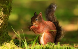 Картинка лес, лето, трава, милая, деревья, рыжая, белка