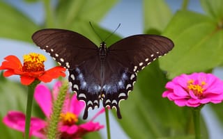 Картинка бабочка, мотылек, природа, насекомое, цветок, крылья