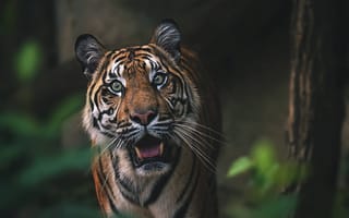 Картинка взгляд, морда, тигр, дикая кошка, боке