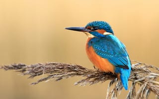 Картинка взгляд, оранжевый, стебель, птица, зимородок, синий, сидит