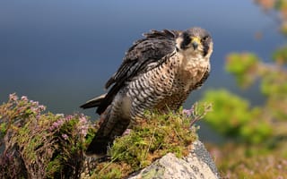 Картинка лето, небо, поза, взгляд, растение, камни, птица