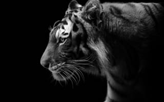 Картинка тигр, черно-белое, профиль, хищник, дикая кошка, темный