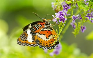 Обои бабочка, насекомое, мотылек, цветок, растение, крылья