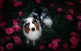 Обои цветы, собака, друг