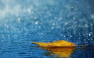 Картинка осень, дождь, лист, брызги