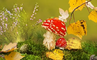 Картинка осень, трава, Vlad Vladilenoff, клоп, ветка, макро, шишки, мох, мухоморы, листья, грибы, природа