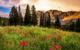 Картинка Utah, деревья, скалы, цветы, пейзаж, Albion Basin, восход, штат Юта, USA, поляна