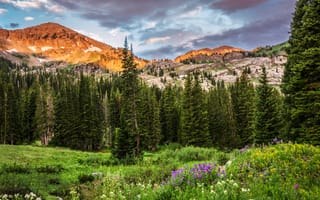 Картинка Albion Basin, природа, скалы, цветы, Utah, лес, облака, Юта, поляна, США, деревья, горы
