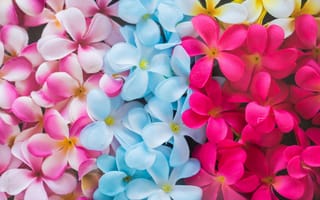 Картинка цветы, flowers, pink, colorful, плюмерия, plumeria