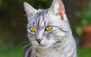 Картинка кошка, кот, зеленый, морда, серый, портрет, взгляд