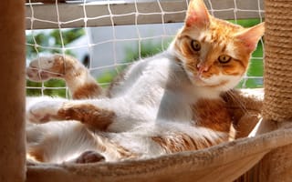 Картинка кошка, лето, поза, природа, морда, свет, взгляд, кот
