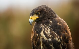 Картинка взгляд, птица, сокол, окрас, коричневый, хищник, портрет