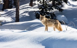 Картинка зима, лес, деревья, взгляд, снег, тень, свет, волк