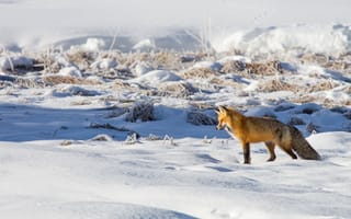 Картинка зима, поле, дикая природа, лиса, сугробы, свет, рыжая, снег