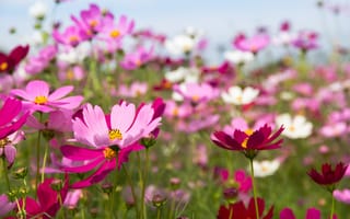 Картинка поле, лето, луг, flowers, meadow, солнце, pink, field, небо, cosmos, colorful, розовые, цветы, summer