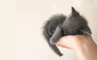 Картинка Кроха, котёнок, ладонь, рука, белый, серый, спит