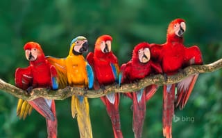 Картинка попугай, клюв, ветка, ара, Тамбопата, хвост, перья, Перу