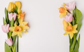 Картинка цветы, весна, розовые, fresh, тюльпаны, желтые, tulips, flowers, spring, yellow, pink, нарциссы