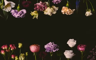 Картинка цветы, розы, черный, roses, colorful, black, flowers