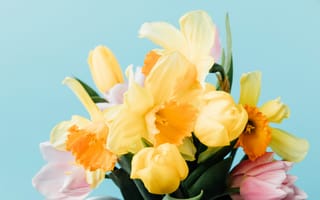 Картинка цветы, весна, yellow, розовые, fresh, желтые, тюльпаны, pink