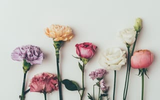 Картинка цветы, pink, vintage, гвоздики, roses, colorful, violet, розы, flowers