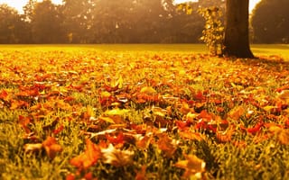 Картинка золотая, природа, трава, деревья, свет, осень, листва, желтые, Листья, оранжевые, макро