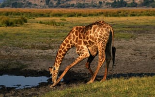 Картинка вода, поза, Африка, саванна, жара, жажда, лужа, жираф