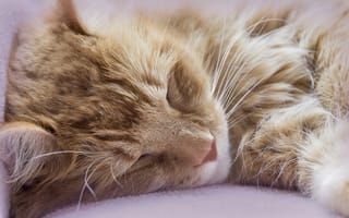 Картинка кот, сон, рыжий, отдых