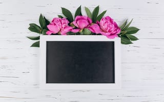 Картинка цветы, рамка, розовые, flowers, peonies, pink, пионы, wood