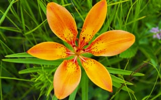 Картинка цветок, макро, лепестки, саранки, желтый, оранжевый