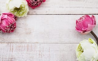 Картинка белый, цветы, розовый, white, pink, лотос, бутоны, wood