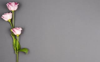 Картинка цветы, eustoma, flowers, бутоны, эустома, розовые, pink