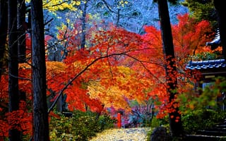 Картинка двор, осень, деревья, дорожка, дом