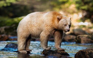 Картинка лес, поза, водоем, светлый, берег, медведь, камни, мох