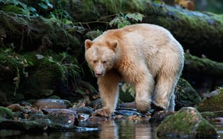 Картинка лес, поза, водоем, прогулка, камни, медведь, светлый, мох