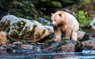 Картинка лес, поза, светлый, берег, мох, медведь, камни, водоем