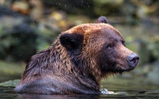 Картинка взгляд, морда, водоем, дикая природа, купание, медведь, портрет