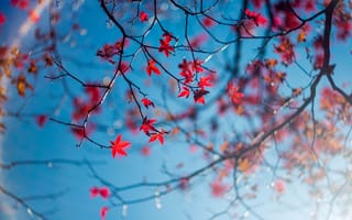 Картинка небо, листья, макро, осень, ветки