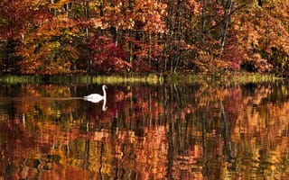 Картинка природа, лес, озеро, вода, пейзаж, деревья, осень