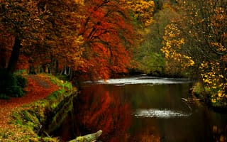 Картинка осень, деревья, вода, река, природа, дорога, листья